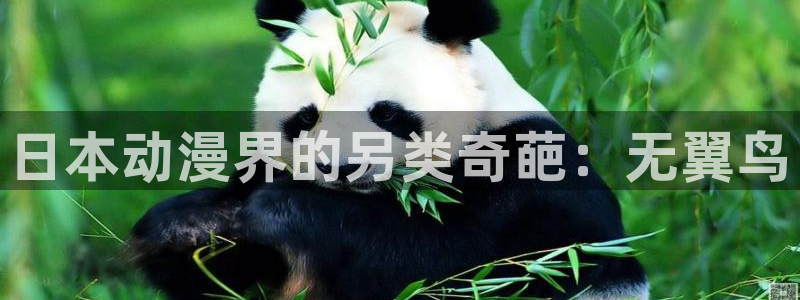 包子漫画画：日本动漫界的另类奇葩：无翼鸟